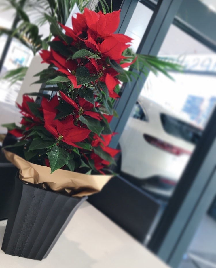 ポインセチア.jpeg